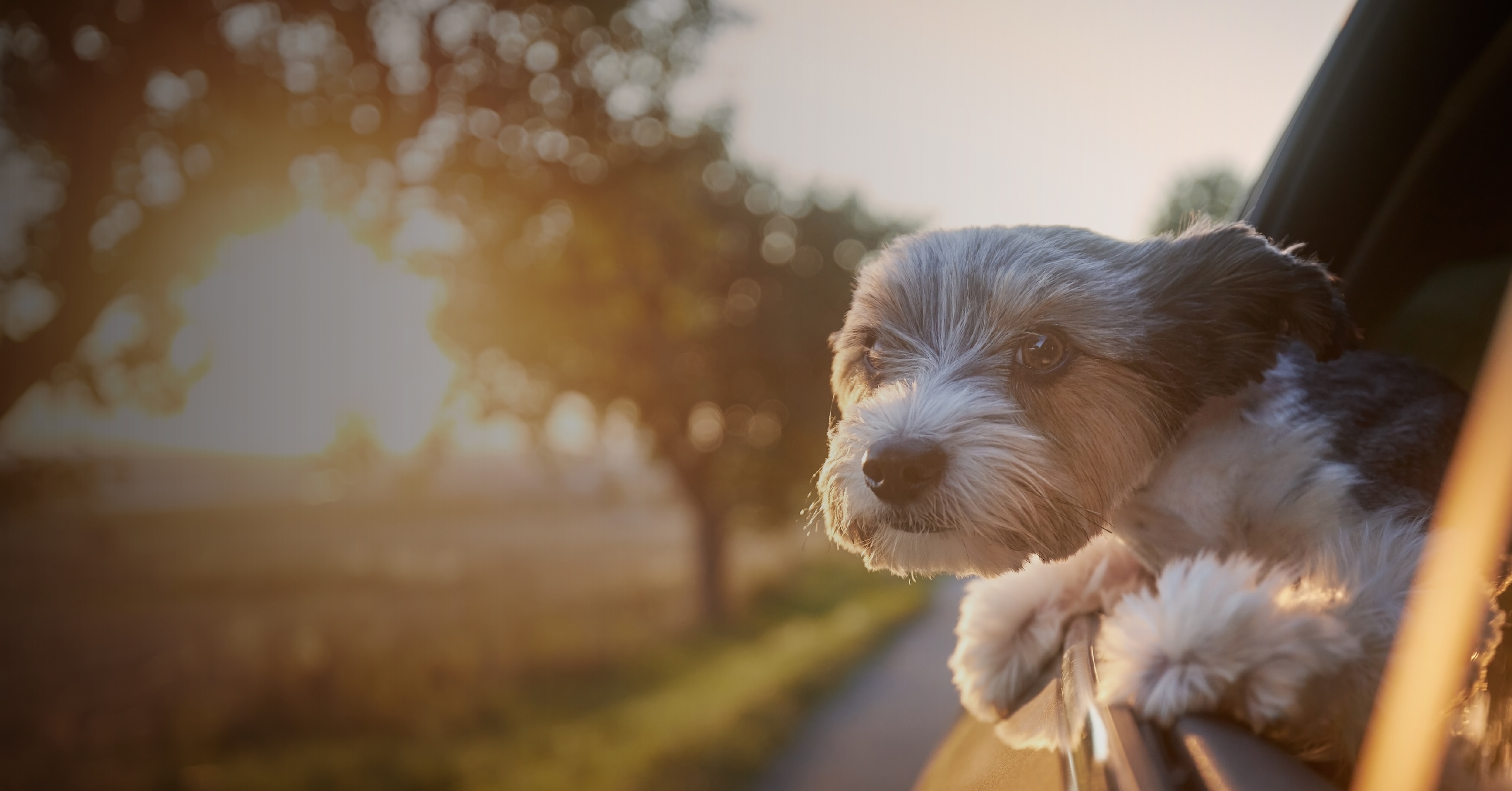 A small dog leans out of a car window during sunset.